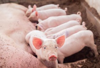 Poultry, Goat, Sheep, Swine, and Cow Gestation Calculator